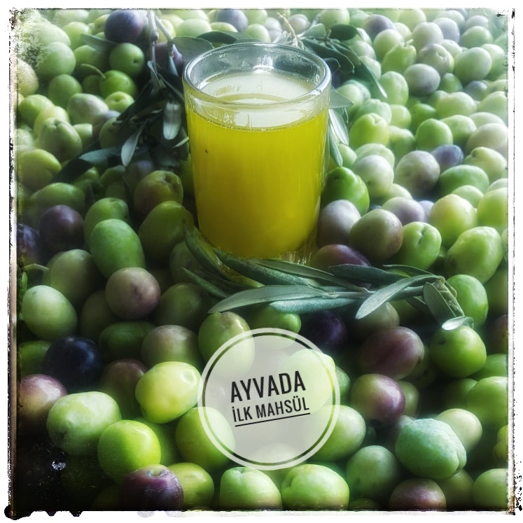 Ayvada Ayvalık İlk Mahsul Soğuk Sıkım Natürel Sızma Zeytinyağı